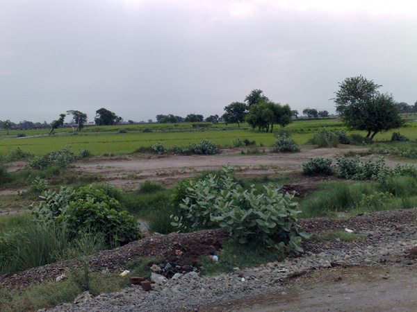 Way to Lahore Diverse Green