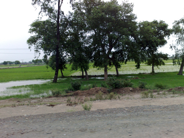 Way to Lahore Green with Trees