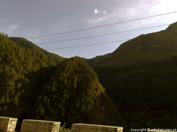 Beautifully shaded green trees on mountains