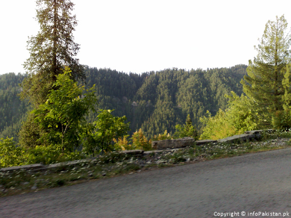 Beautiful Shade of green in trees front of green mountains