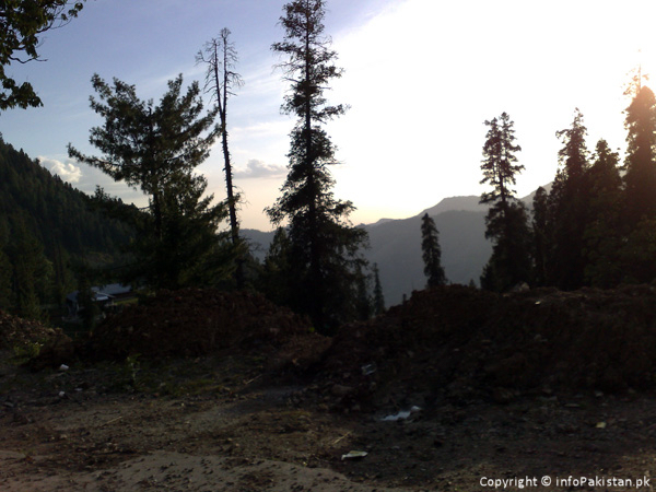 Trees in front of mountains and dying sun