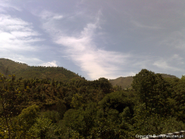 Greenary and Beautiful Sky