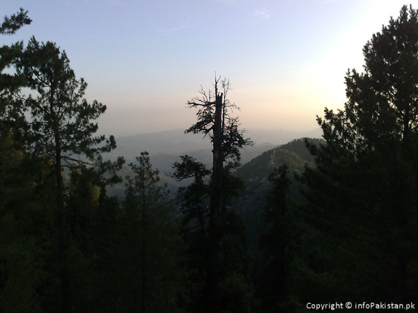 Mountains and Trees in front of sunset