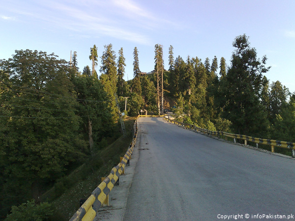 Beautiful trees along the road