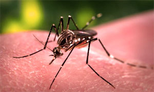 Dengue Mosquito