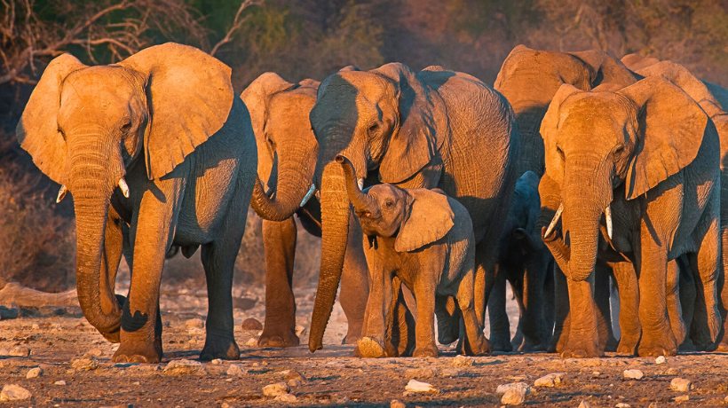 A herd of Elephants